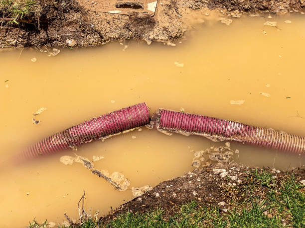 Best Mold removal after water damage  in Kankakee, IL